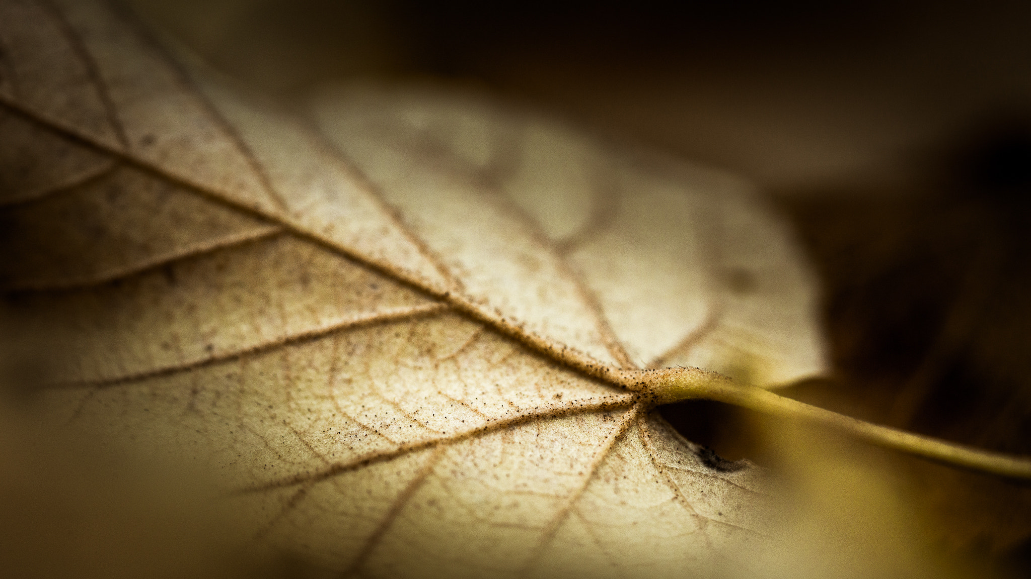 Sony a6000 + Sony FE 90mm F2.8 Macro G OSS sample photo. In our veins... photography