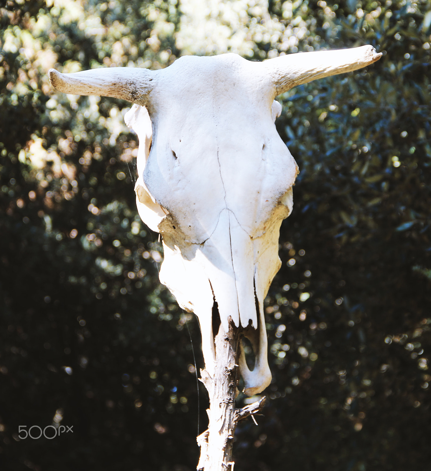 Canon EF-S 18-135mm F3.5-5.6 IS sample photo. Cow photography