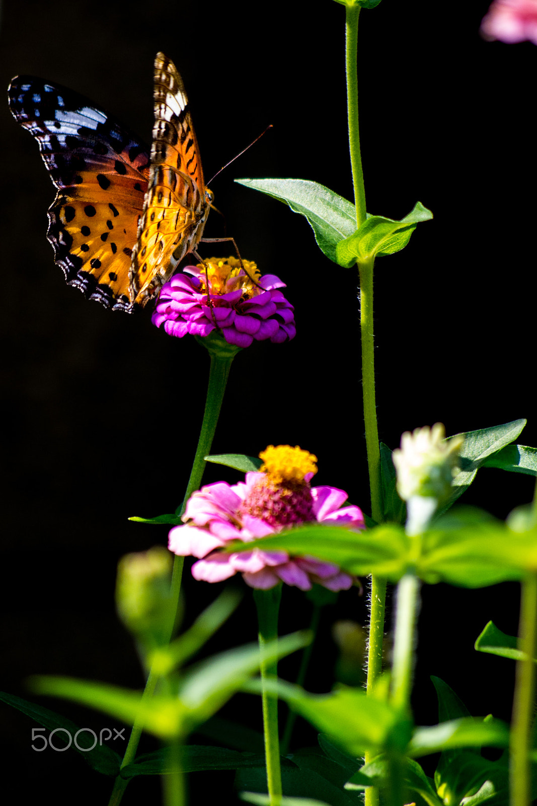 Pentax K-01 sample photo. Summer butterfly photography