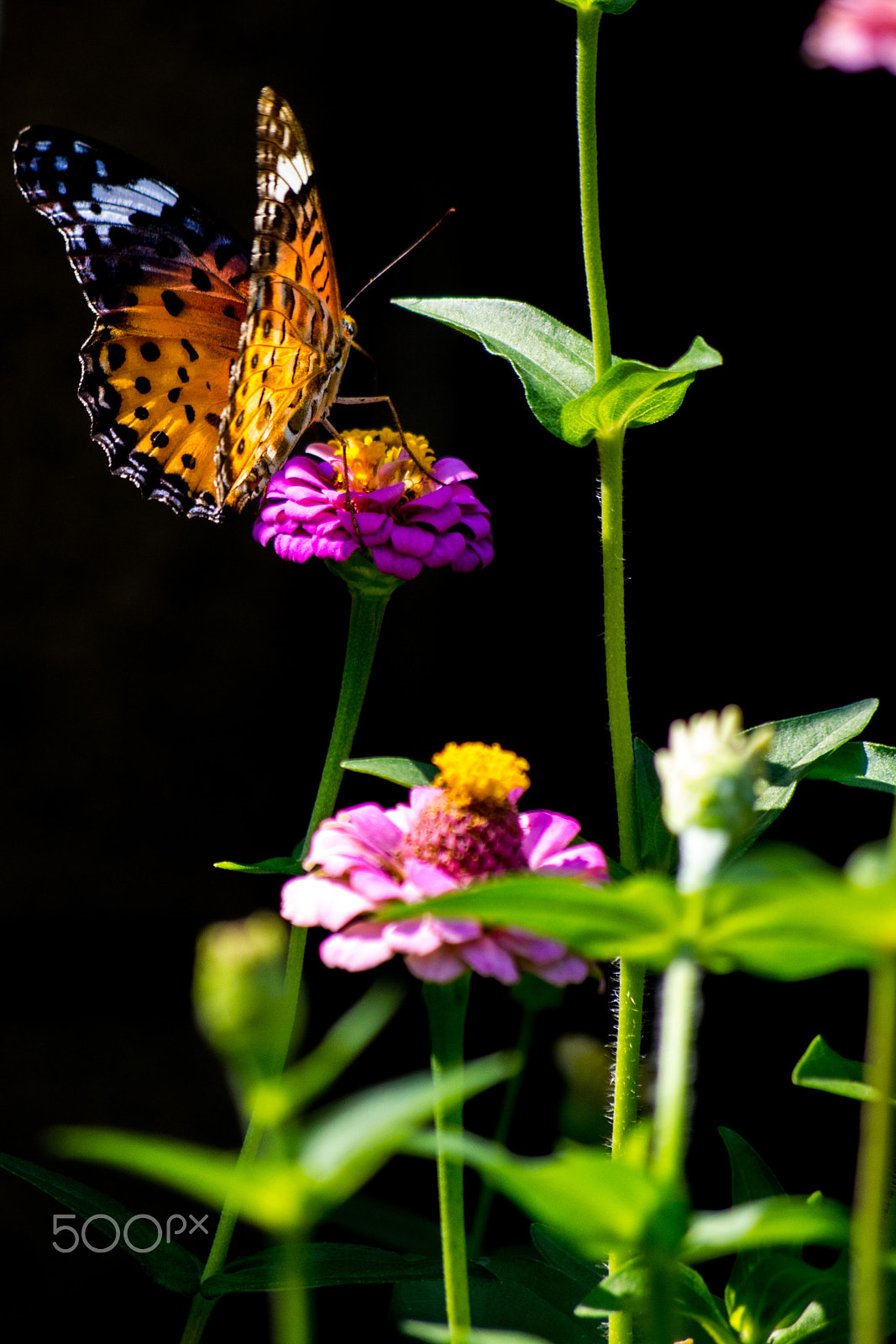 Pentax K-01 + smc Pentax-DA L 50-200mm F4-5.6 ED WR sample photo. Summer butterfly photography