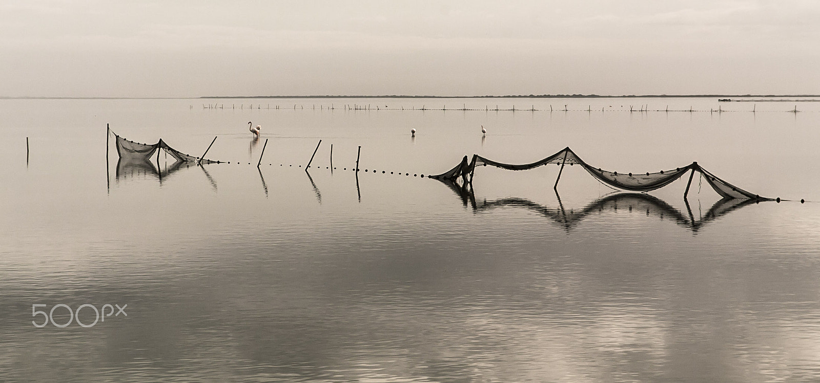 Nikon D2H sample photo. Camargue - étang de vaccarès photography