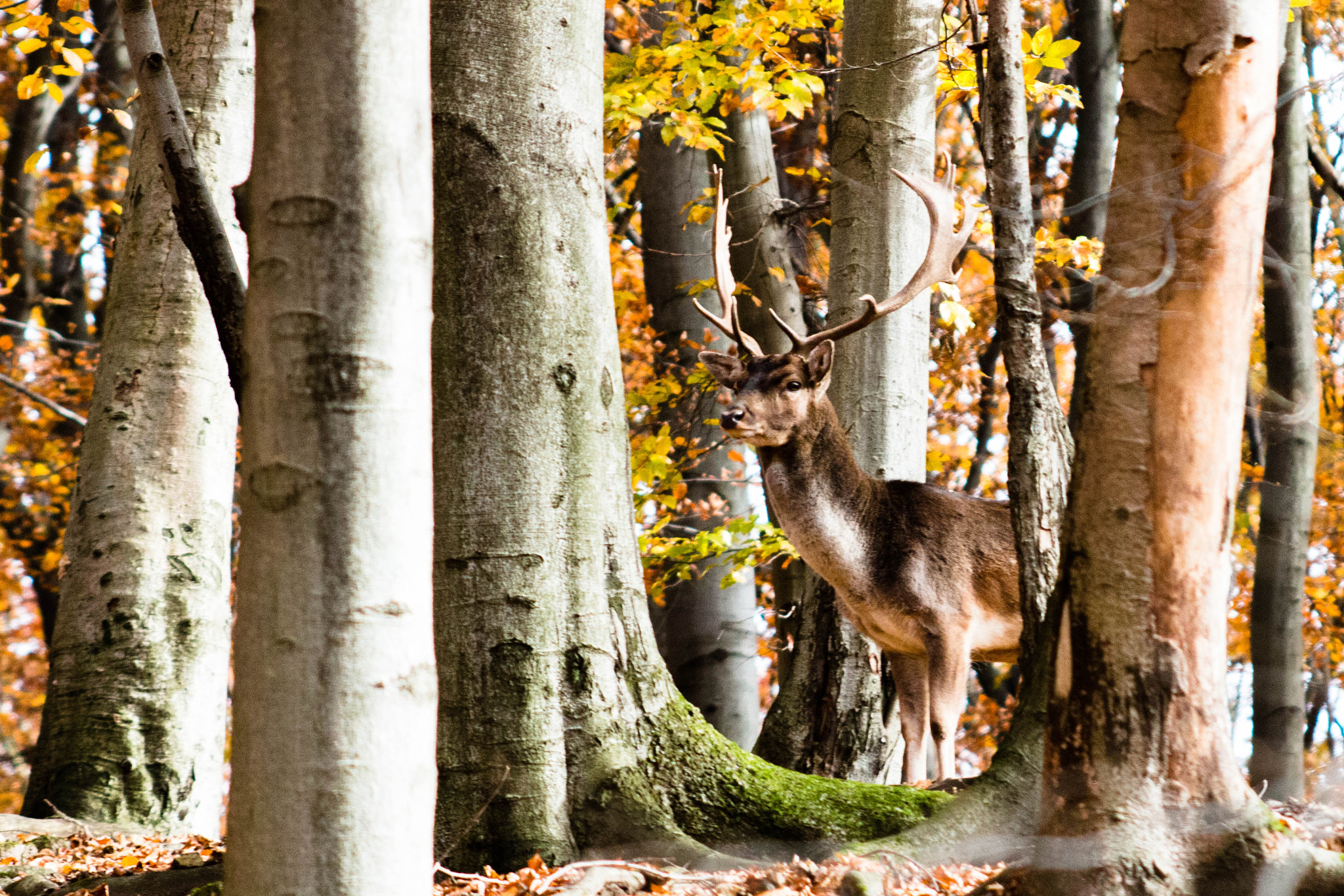 Canon EF 100-300mm F4.5-5.6 USM sample photo. Autumn sentinel photography