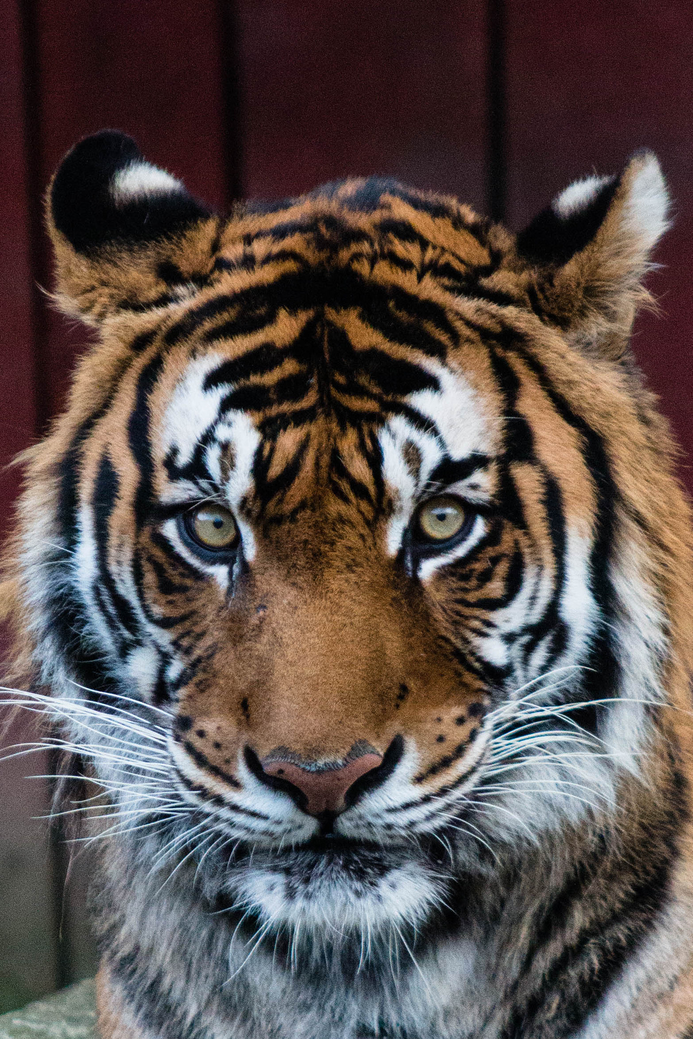 Canon EF 100-300mm F4.5-5.6 USM sample photo. Fearful symmetry photography