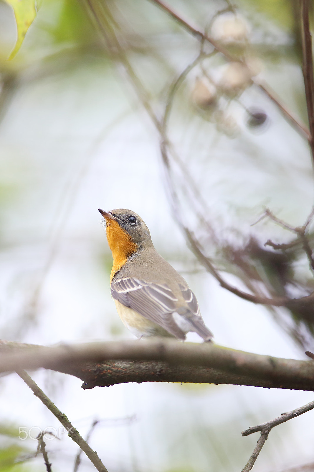 Canon EF 400mm F2.8L IS II USM sample photo. Bird photography
