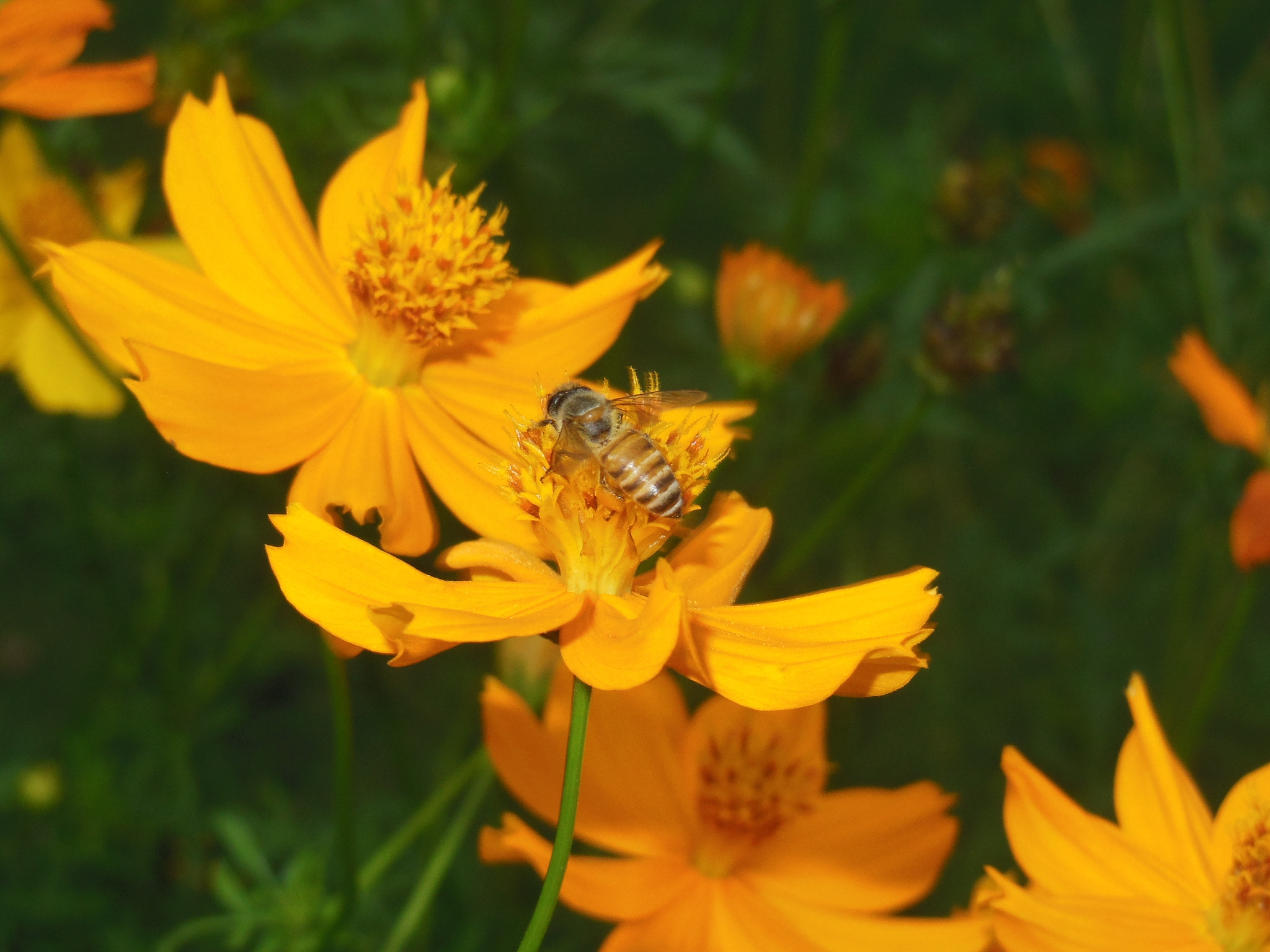Nikon COOLPIX S9200 sample photo. Flowers addicted  photography