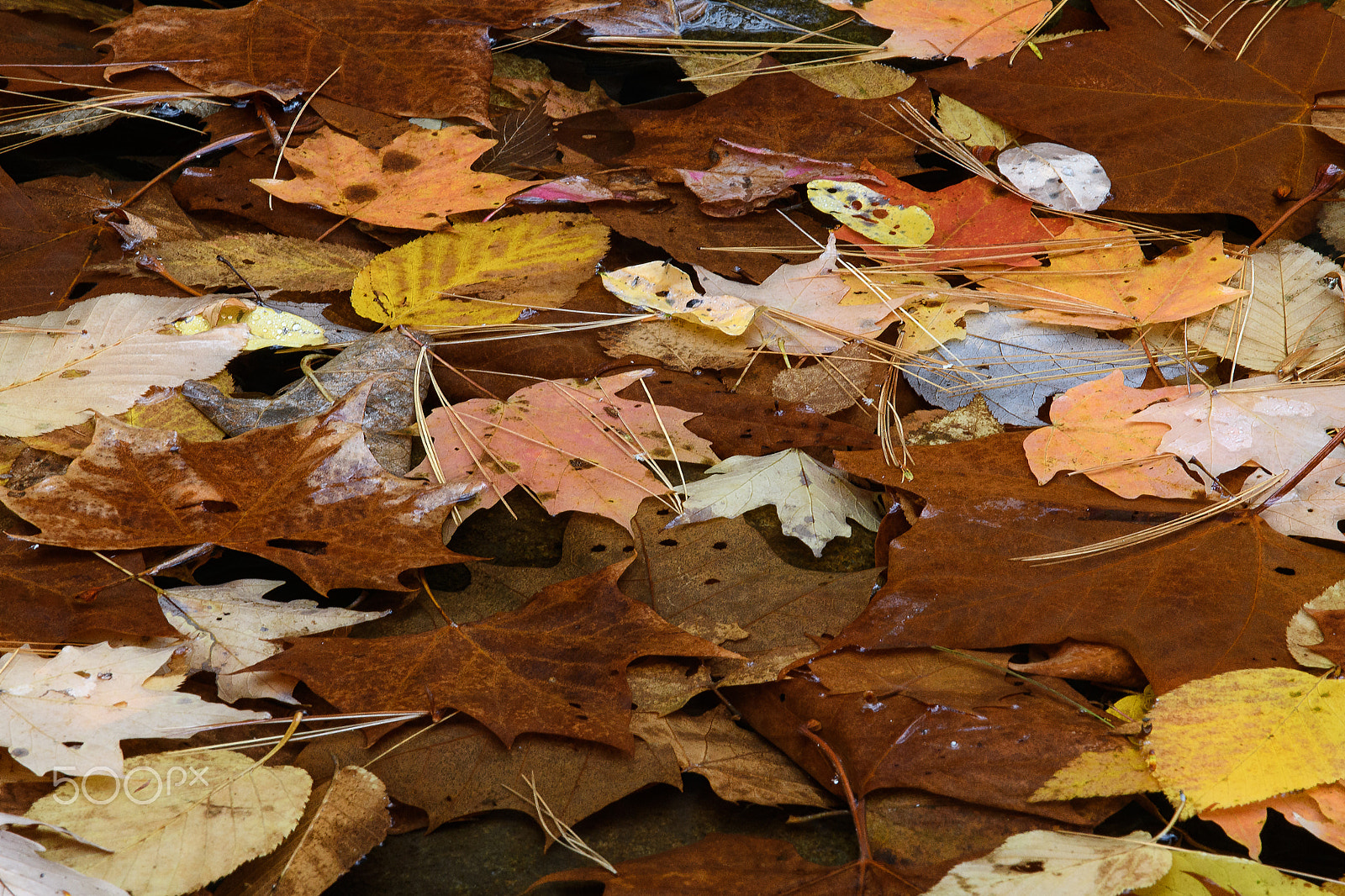 Nikon D500 sample photo. Leaves in the stream photography