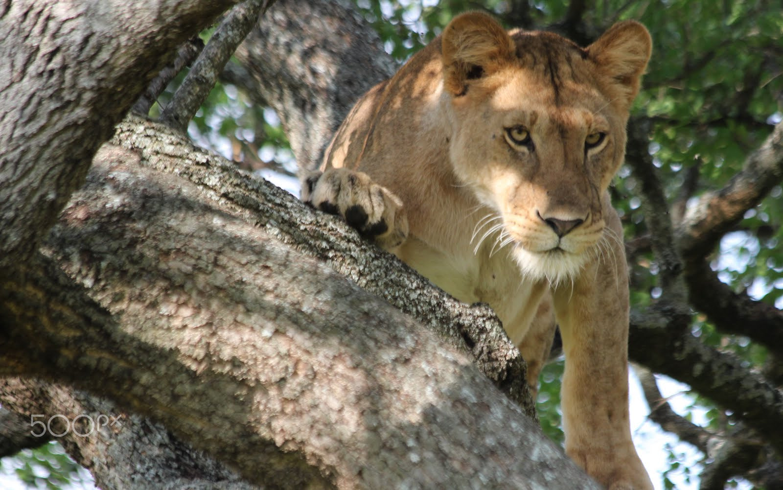 Canon EF 50mm f/1.8 sample photo. A beautiful lion photography