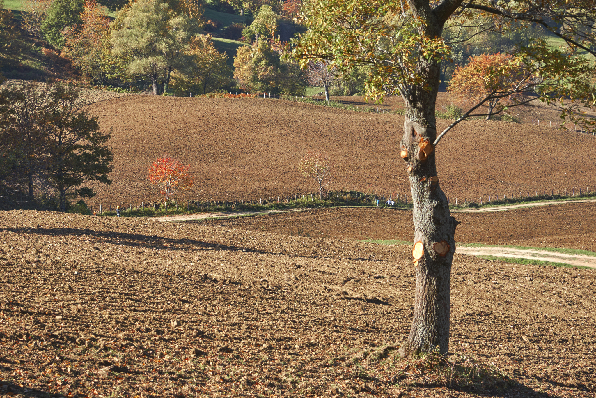 Nikon AF-S Nikkor 24-120mm F4G ED VR sample photo. Bagno di romagna, autumn 2016 photography
