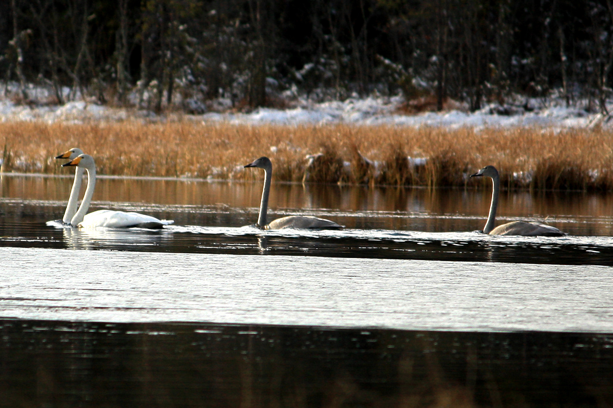 Canon EF-S 55-250mm F4-5.6 IS sample photo. Svaner photography