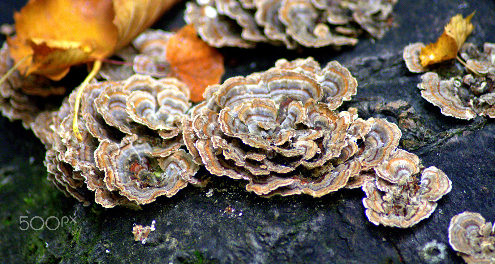 Nikon AF Nikkor 70-300mm F4-5.6G sample photo. Turkey tail (trametes versicolor) photography