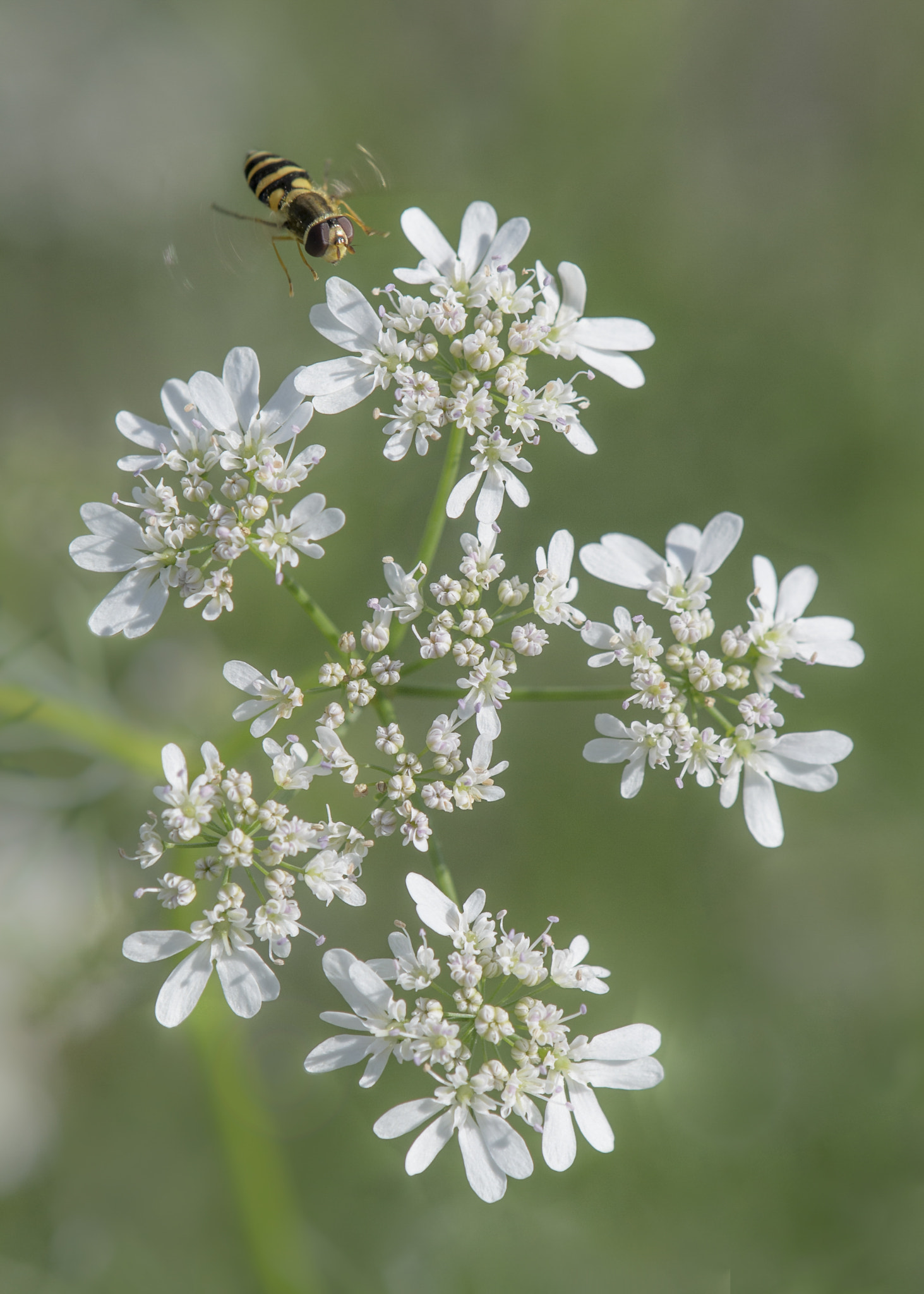 Nikon AF-S DX Micro-Nikkor 85mm F3.5G ED VR sample photo. Little white flowers photography