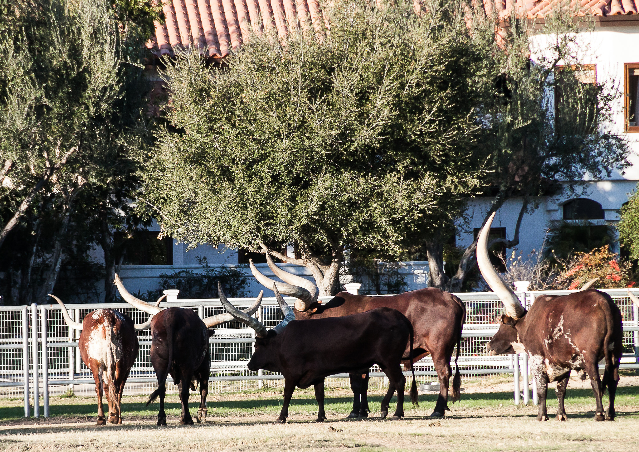 Canon EOS 50D sample photo. Long horns photography
