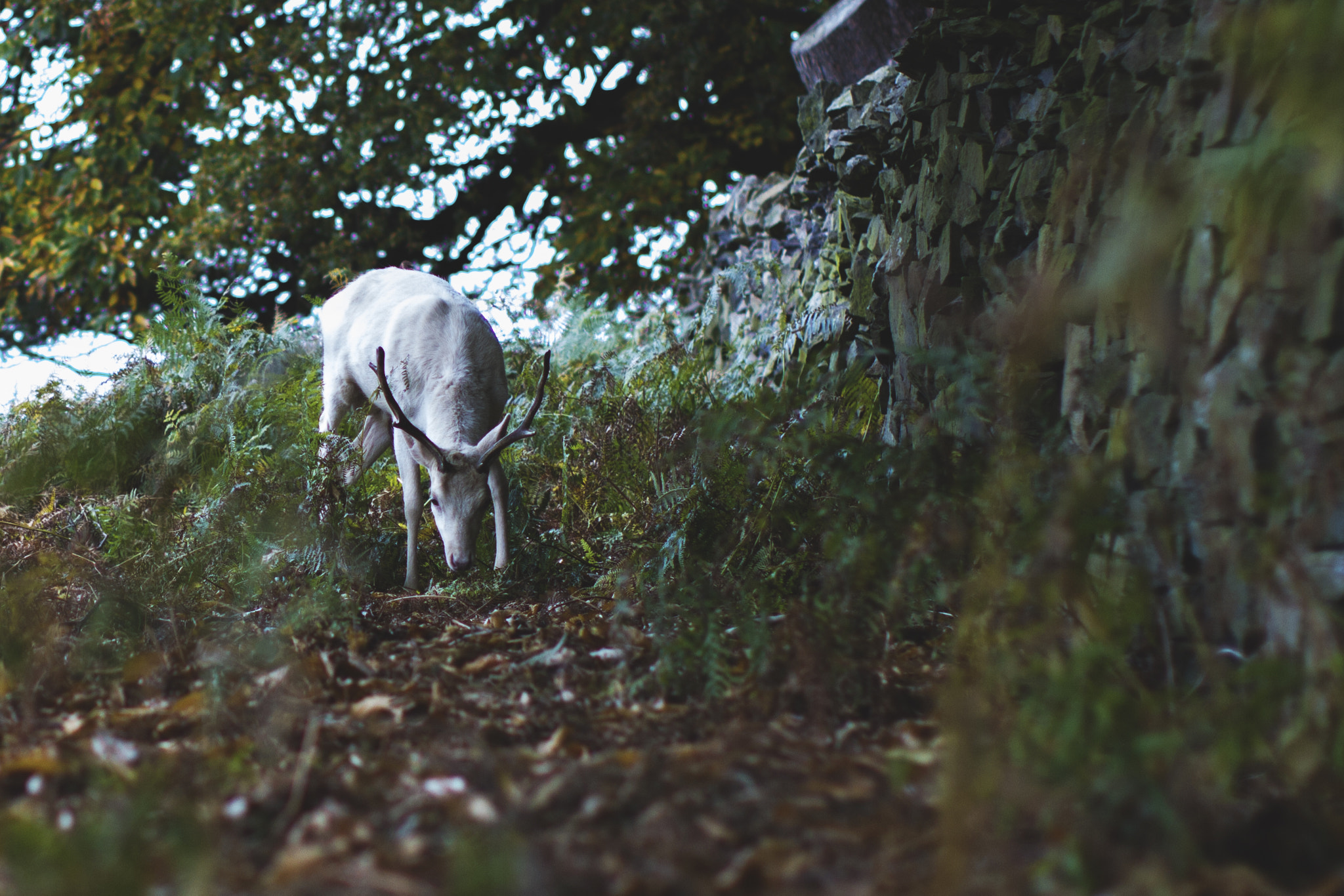 Canon EOS 7D + Canon EF 50mm F1.2L USM sample photo. Albino photography