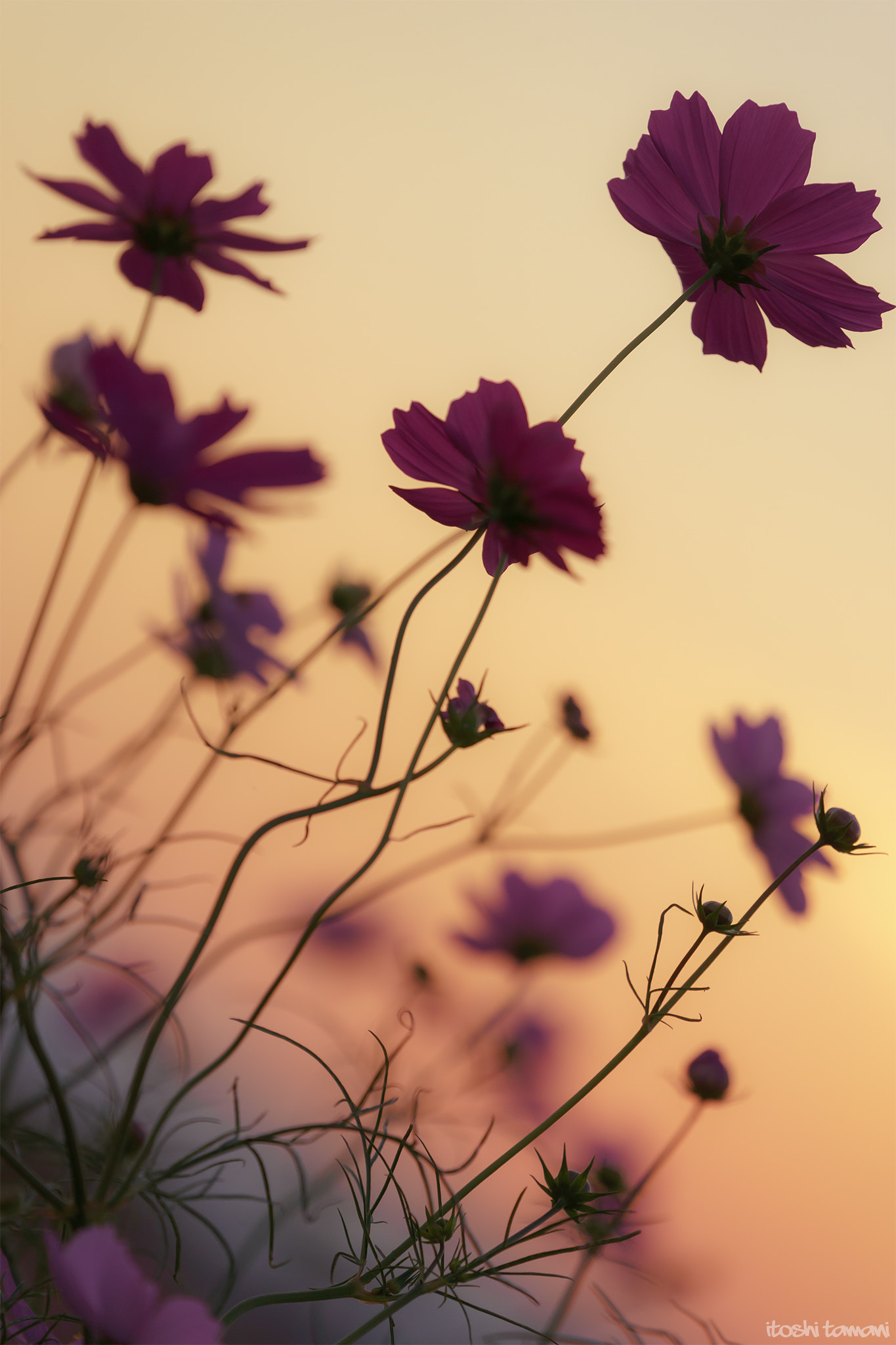 Sony FE 70-300mm F4.5-5.6 G OSS sample photo. Cosmos photography