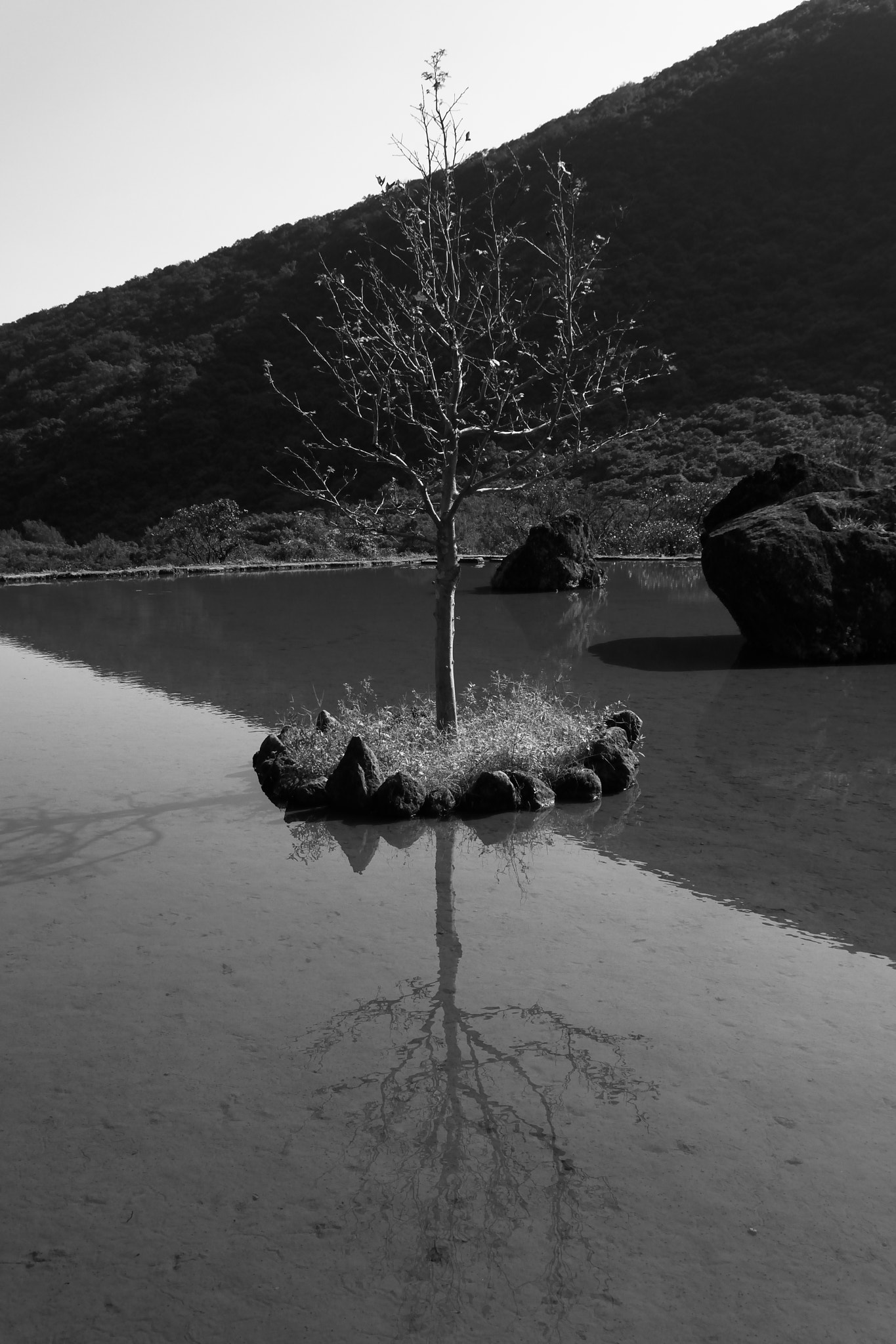 Sigma 17-70mm F2.8-4 DC Macro OS HSM sample photo. Tree in the center of water photography