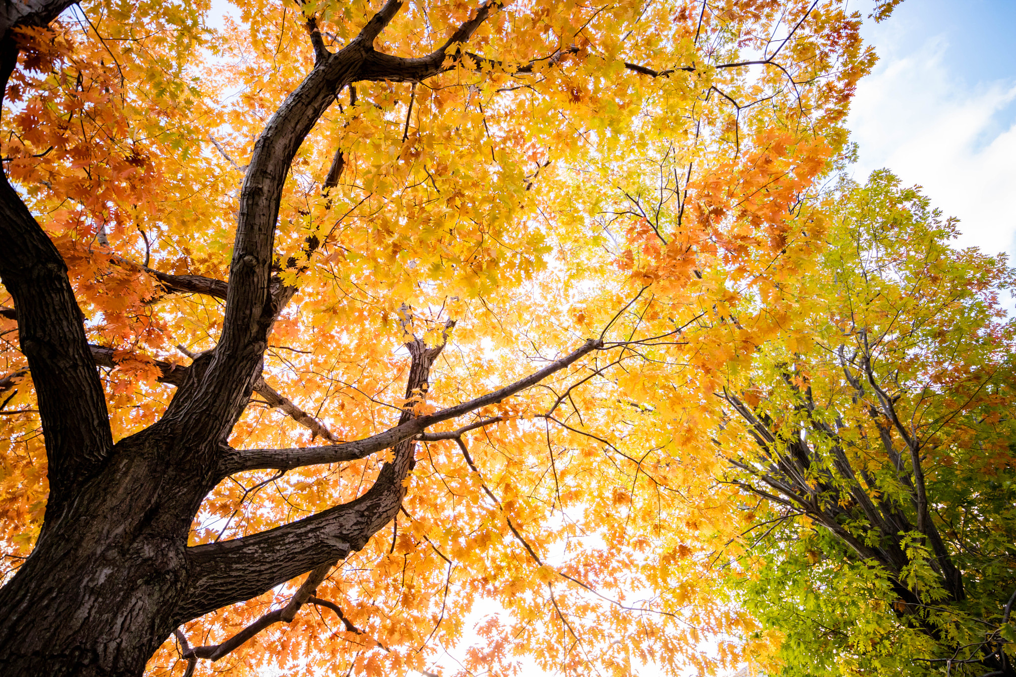 Canon EF-M 11-22mm F4-5.6 IS STM sample photo. One day autumn photography