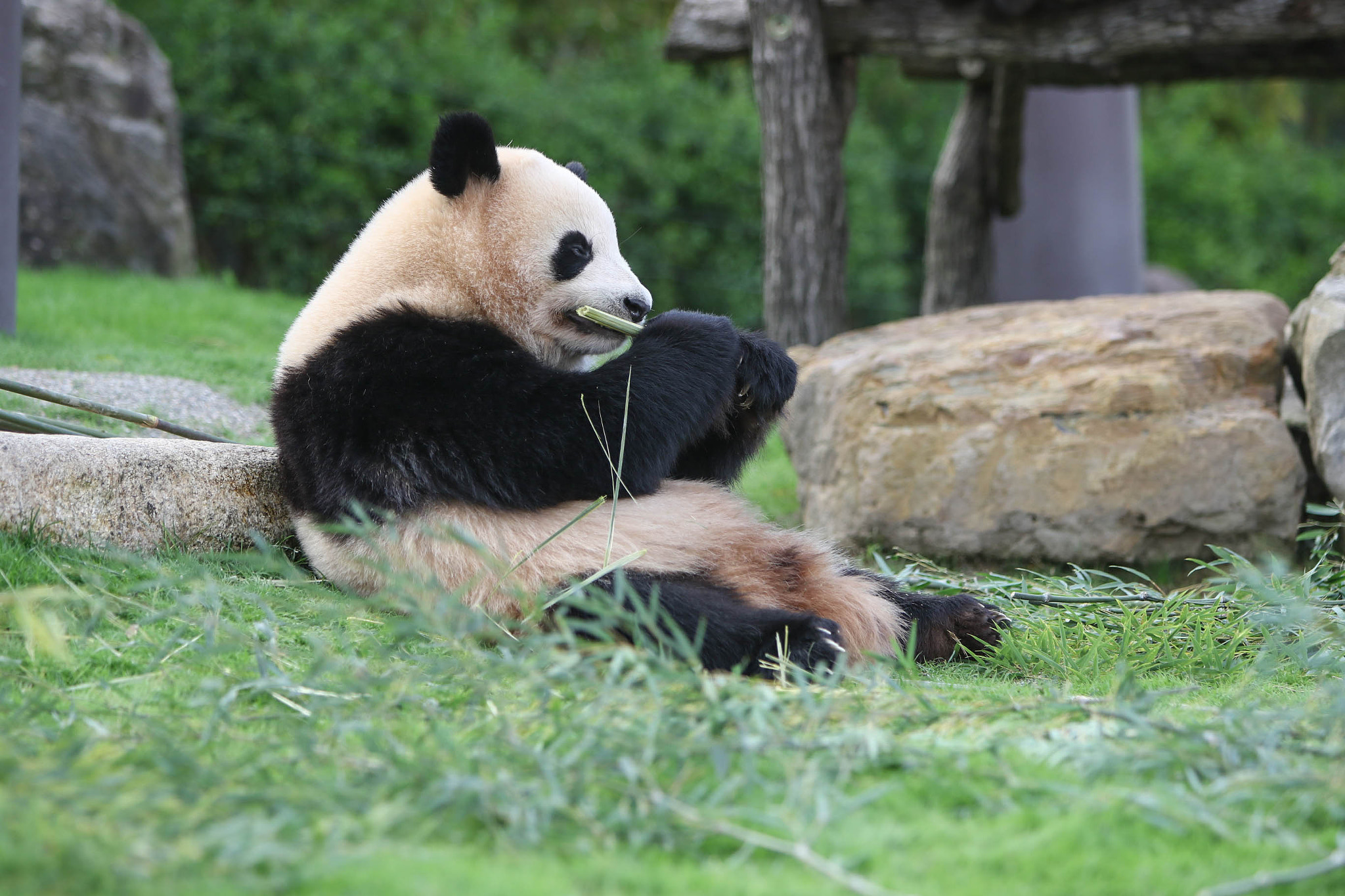 Canon EF 70-200mm F2.8L IS USM sample photo. Panda. photography