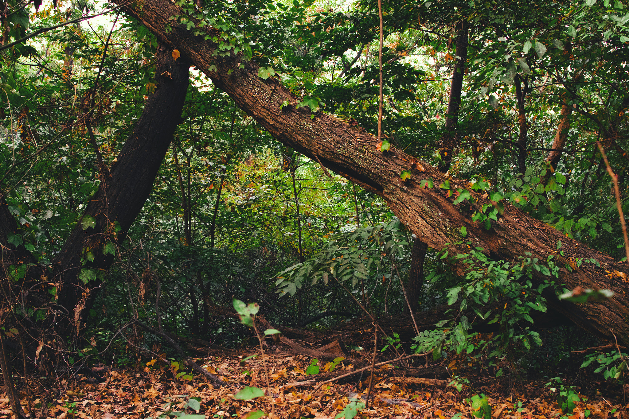 Canon EF 24mm F1.4L II USM sample photo. Forest photography