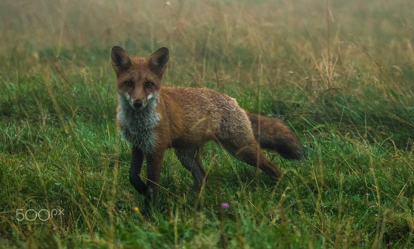 Nikon D3200 + Tamron SP 150-600mm F5-6.3 Di VC USD sample photo. Red fox was hunting in the mist. photography