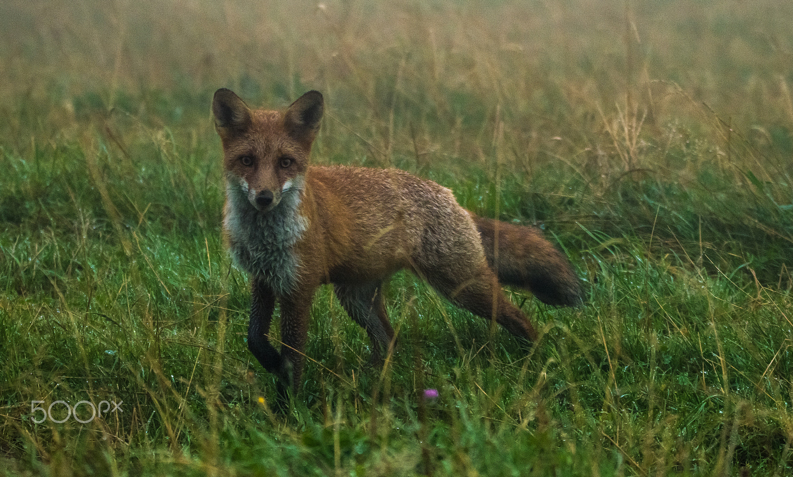 Nikon D3200 sample photo. Red fox was hunting in the mist. photography