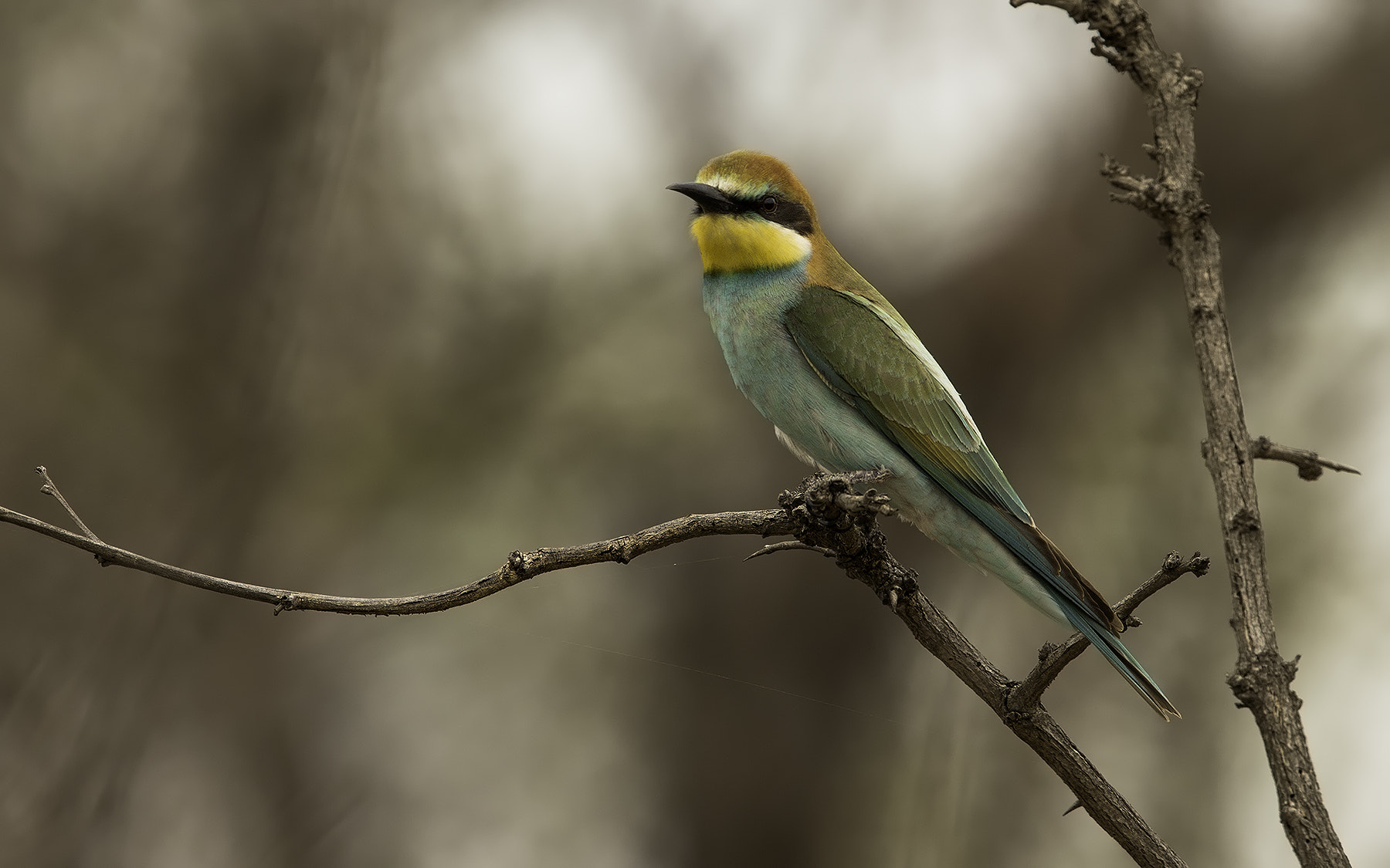 Canon EOS-1D X + Canon EF 600mm F4L IS II USM sample photo. Bee-eater photography