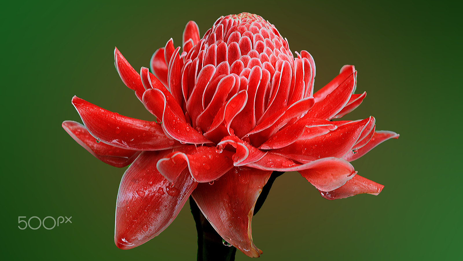 Canon EF 100-400mm F4.5-5.6L IS USM sample photo. Botanical garden photography