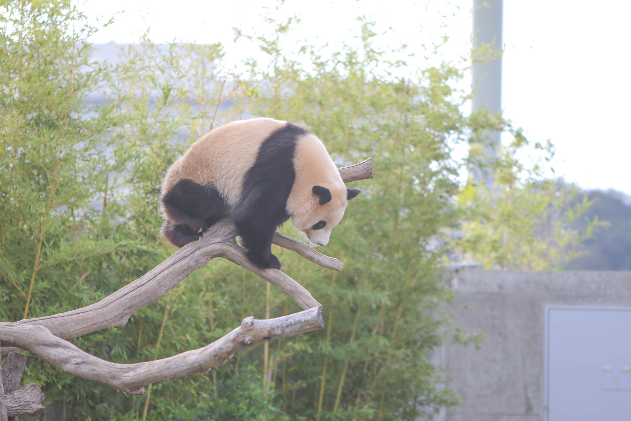 Canon EF 70-200mm F2.8L IS USM sample photo. Panda. photography