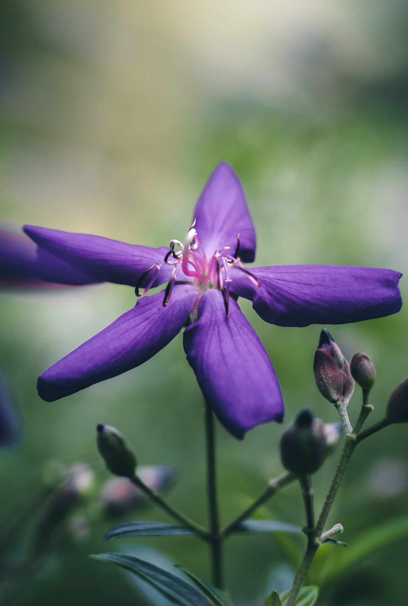 Sigma 50mm F1.4 EX DG HSM sample photo. The one that got away. photography