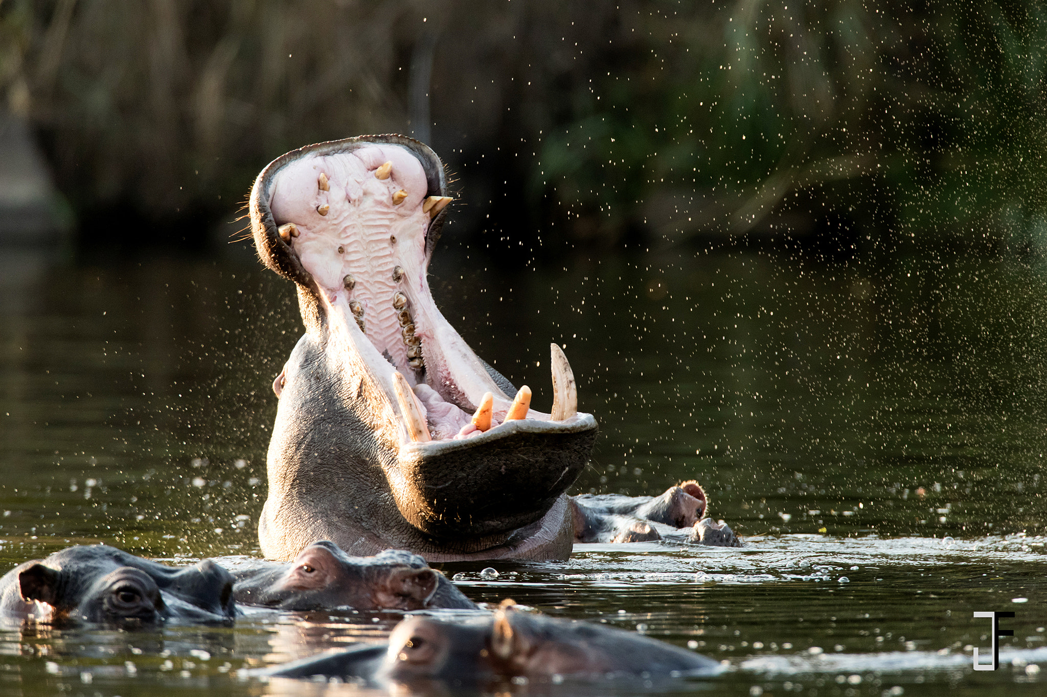 Canon EOS-1D X Mark II + Canon EF 600mm F4L IS USM sample photo. Jaws photography