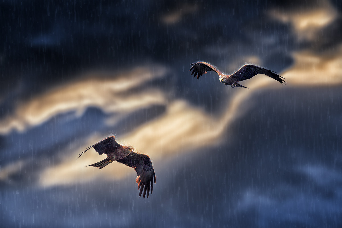 Canon EOS-1D X Mark II + Canon EF 600mm F4L IS II USM sample photo. Milans royaux sous la pluie red kites in the rain photography