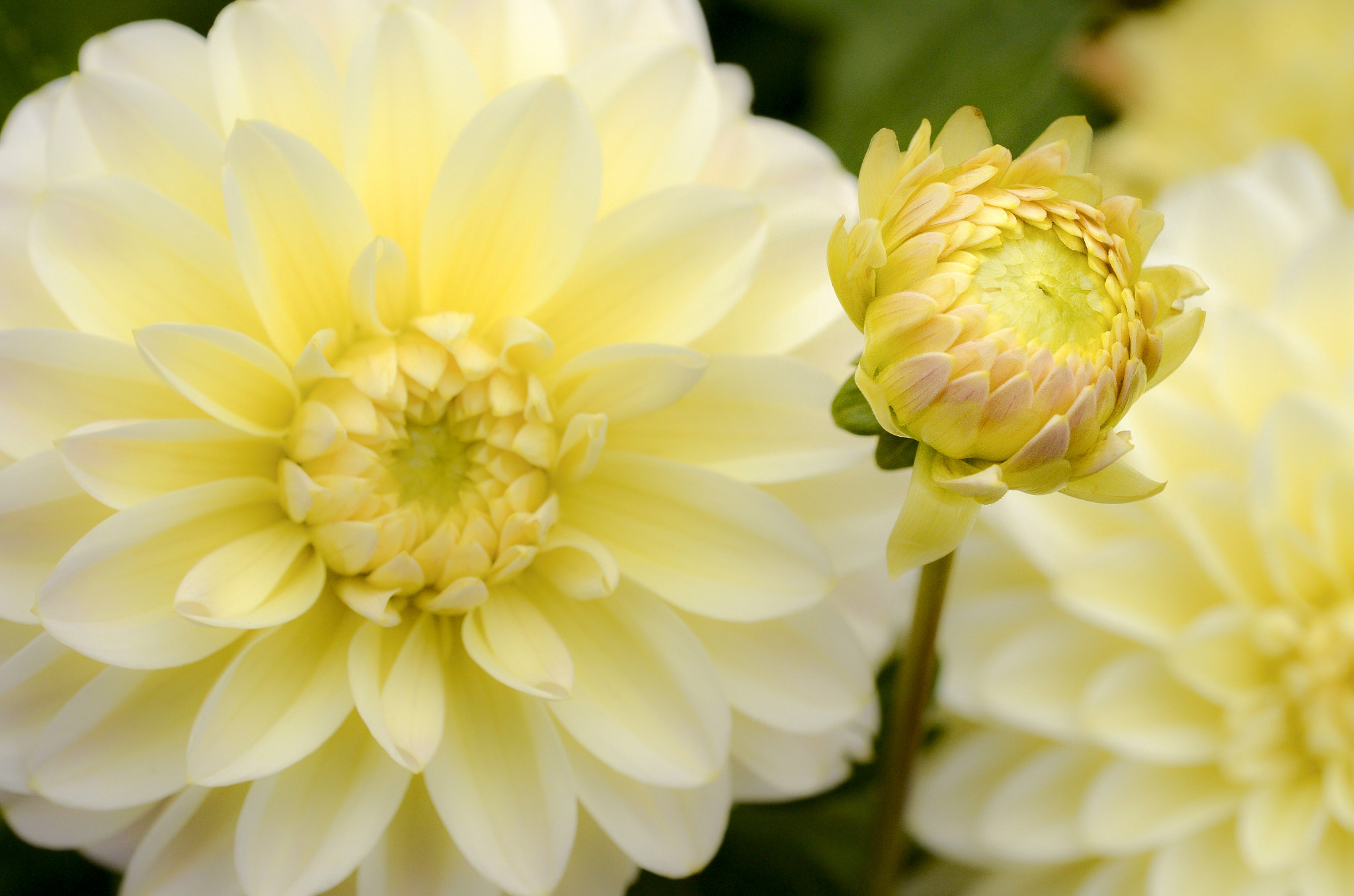 Nikon D7000 + Nikon AF Micro-Nikkor 60mm F2.8D sample photo. Dahlia ii 2016 photography