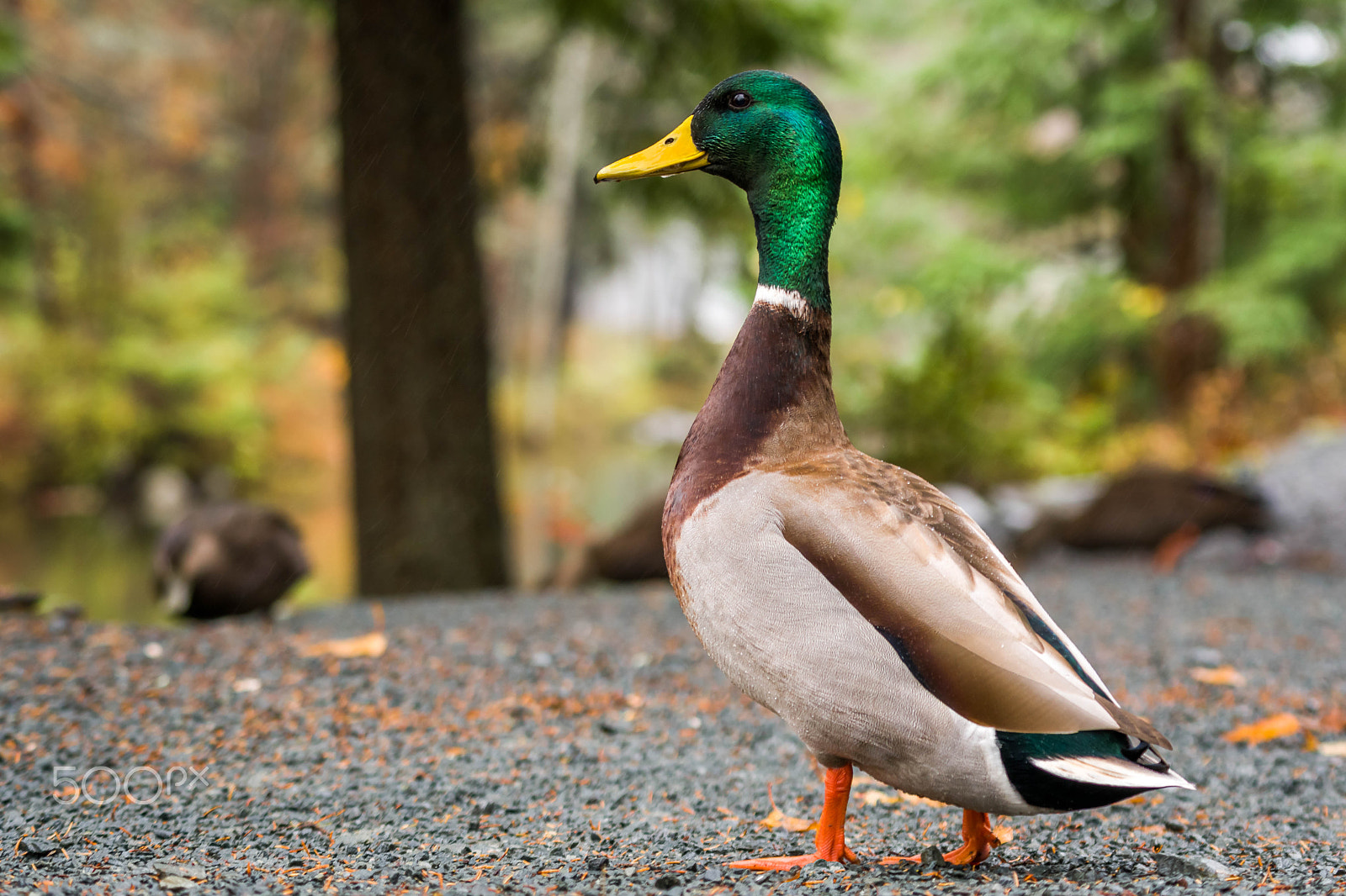 Sony a6300 + Sony FE 70-200mm F4 G OSS sample photo. Shubie park photography