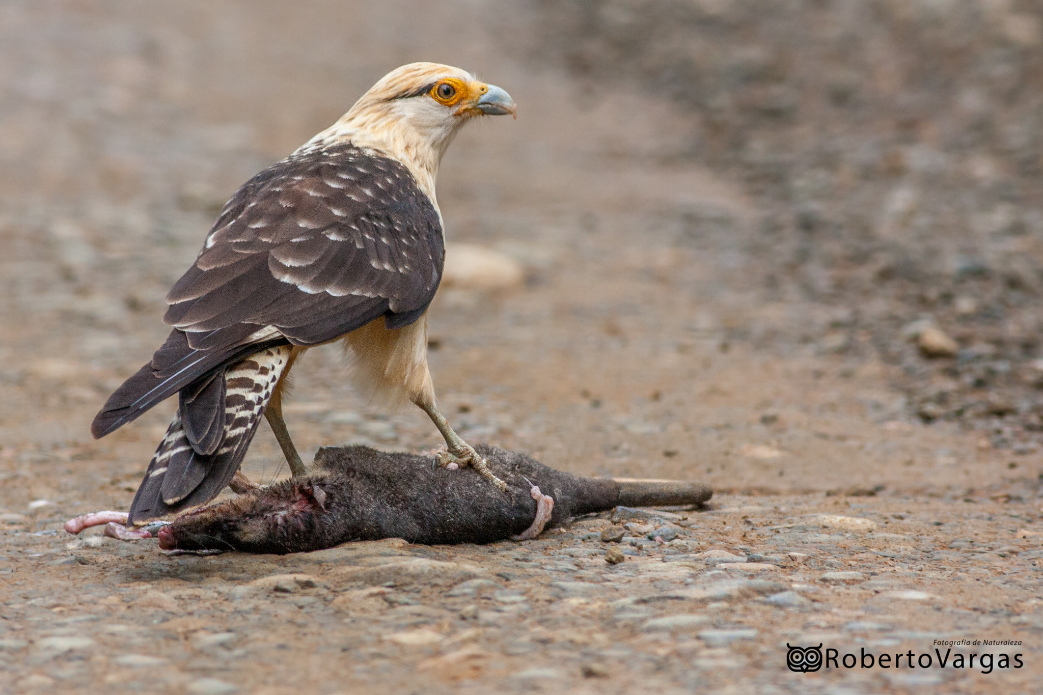 Canon EOS 40D + Canon EF 400mm F5.6L USM sample photo. Milvago chimachima photography