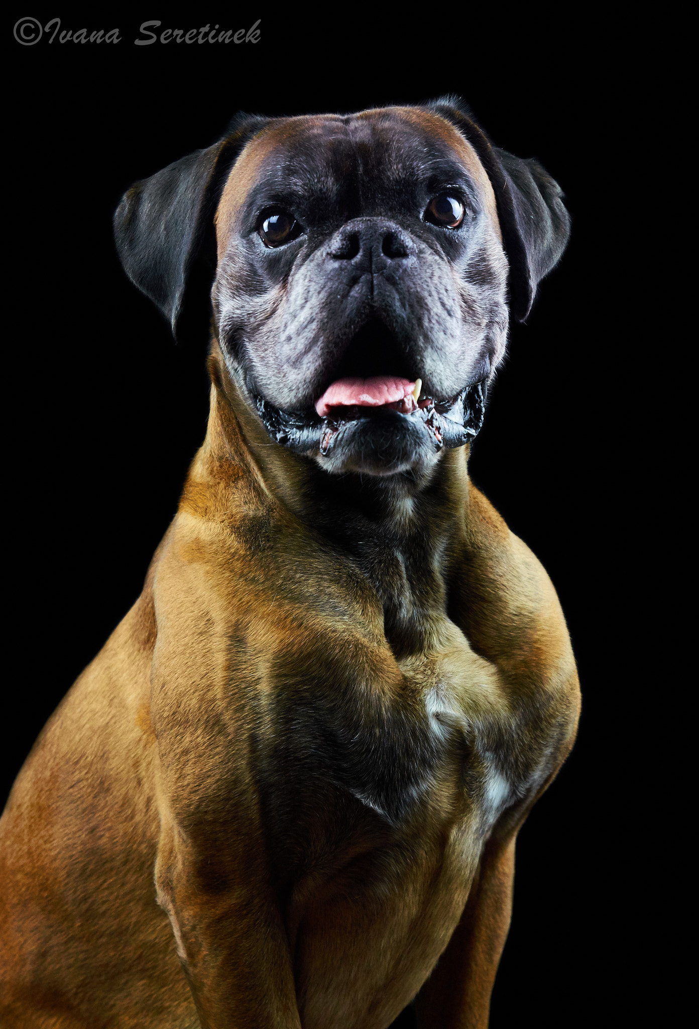 Nikon D7000 sample photo. Gorgeous dog stud on the set photography
