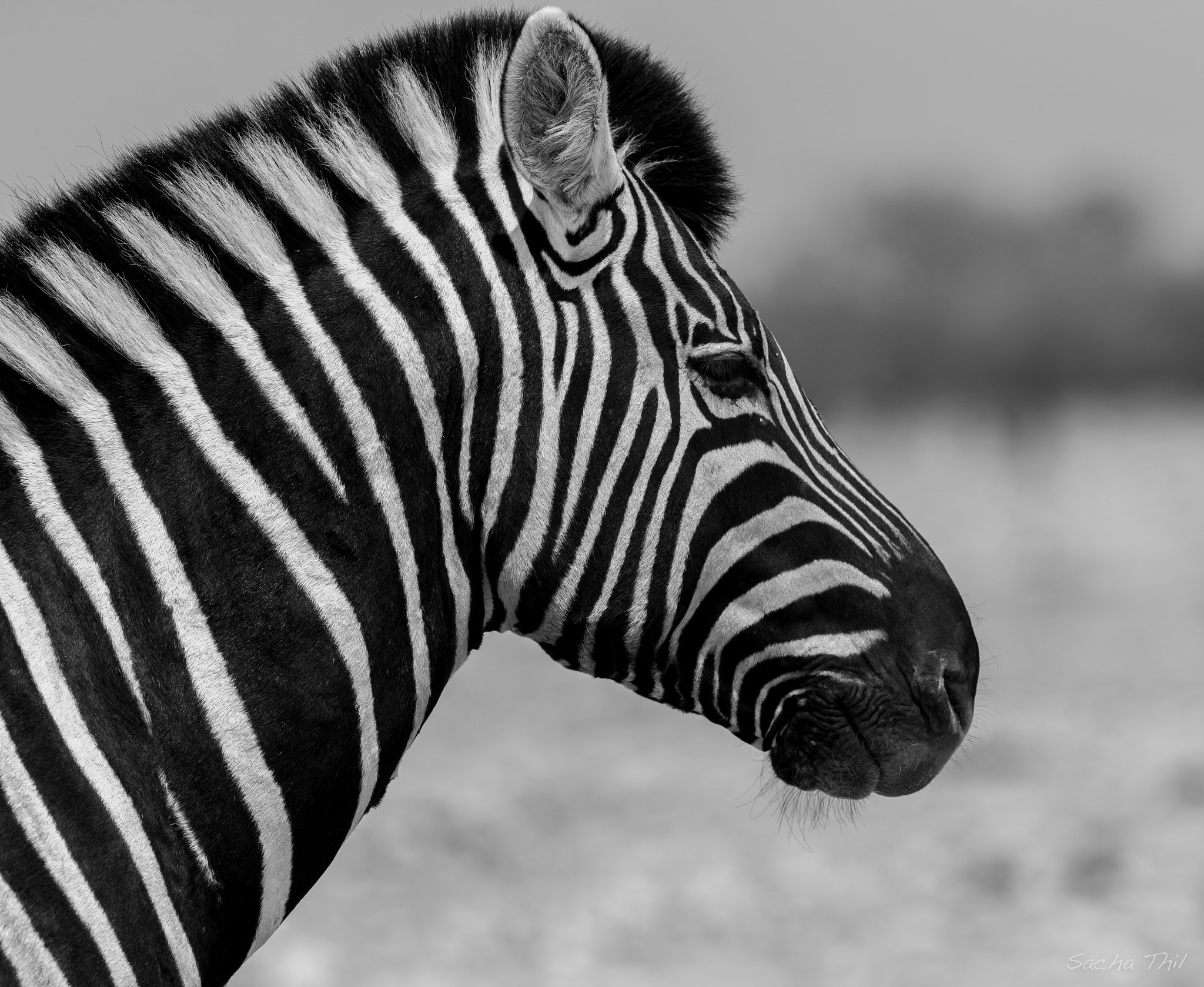 Canon EF 300mm F2.8L IS USM sample photo. Zebra photography