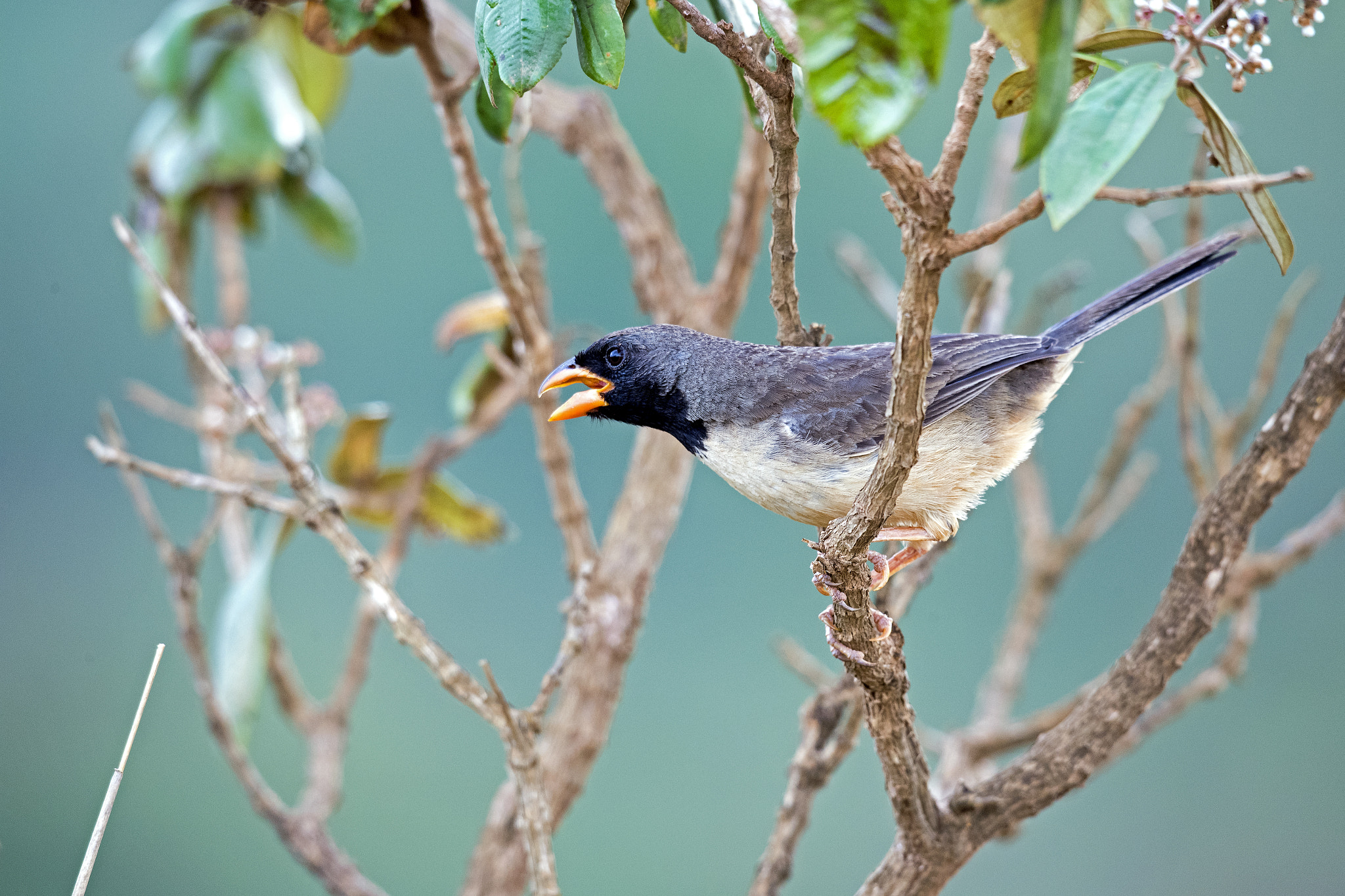 Nikon D5 sample photo. Black-throated saltator photography