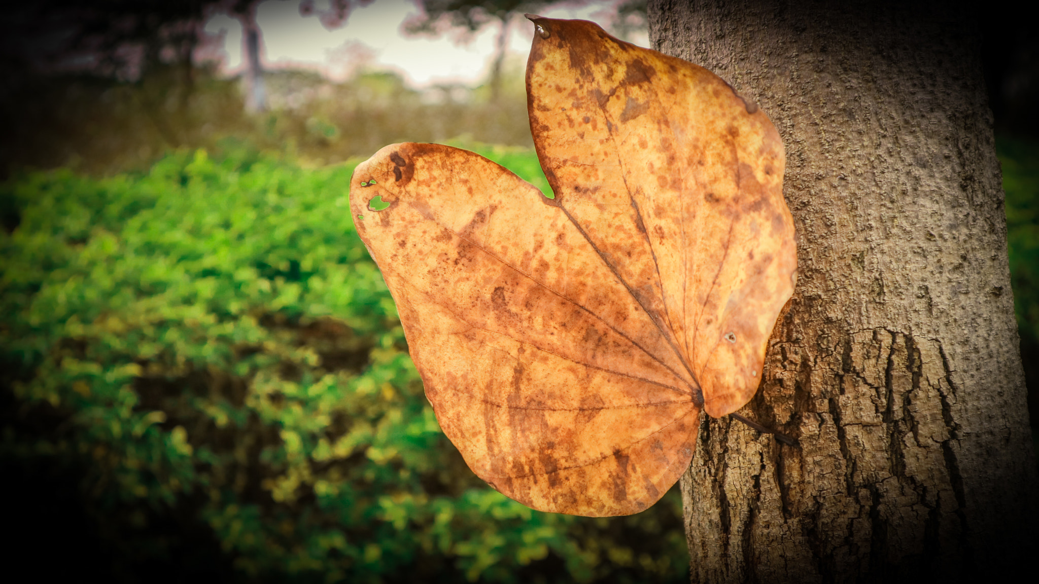 Canon EOS M3 + Canon EF-M 15-45mm F3.5-6.3 IS STM sample photo. Leaf photography