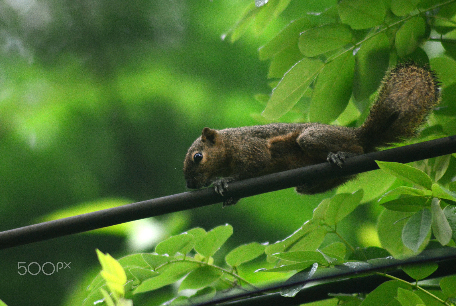 FSA-L2, EDG 65, 800mm F13 G sample photo. Walking on the wire photography