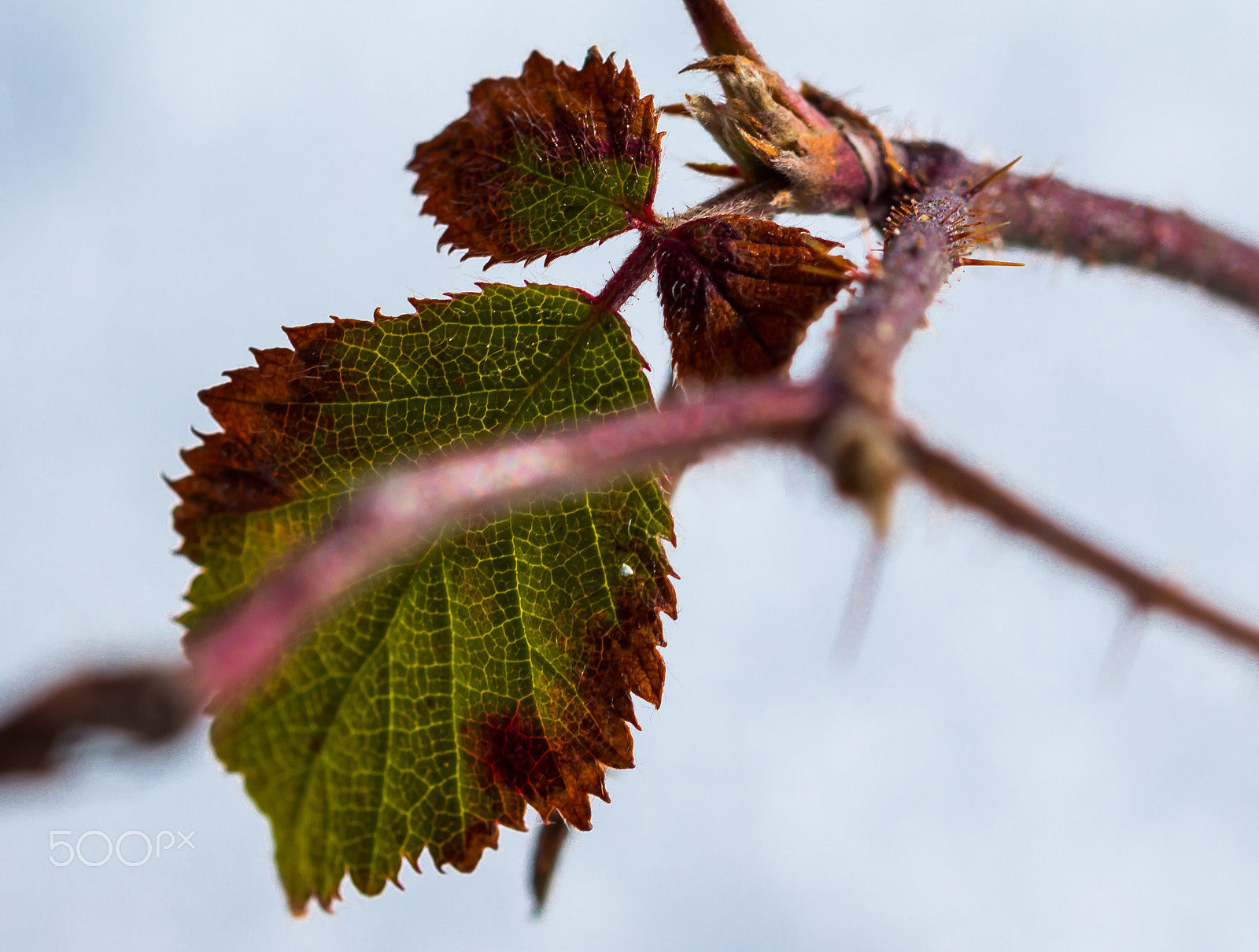 Sigma 105mm F2.8 EX DG OS HSM sample photo. Autumn photography