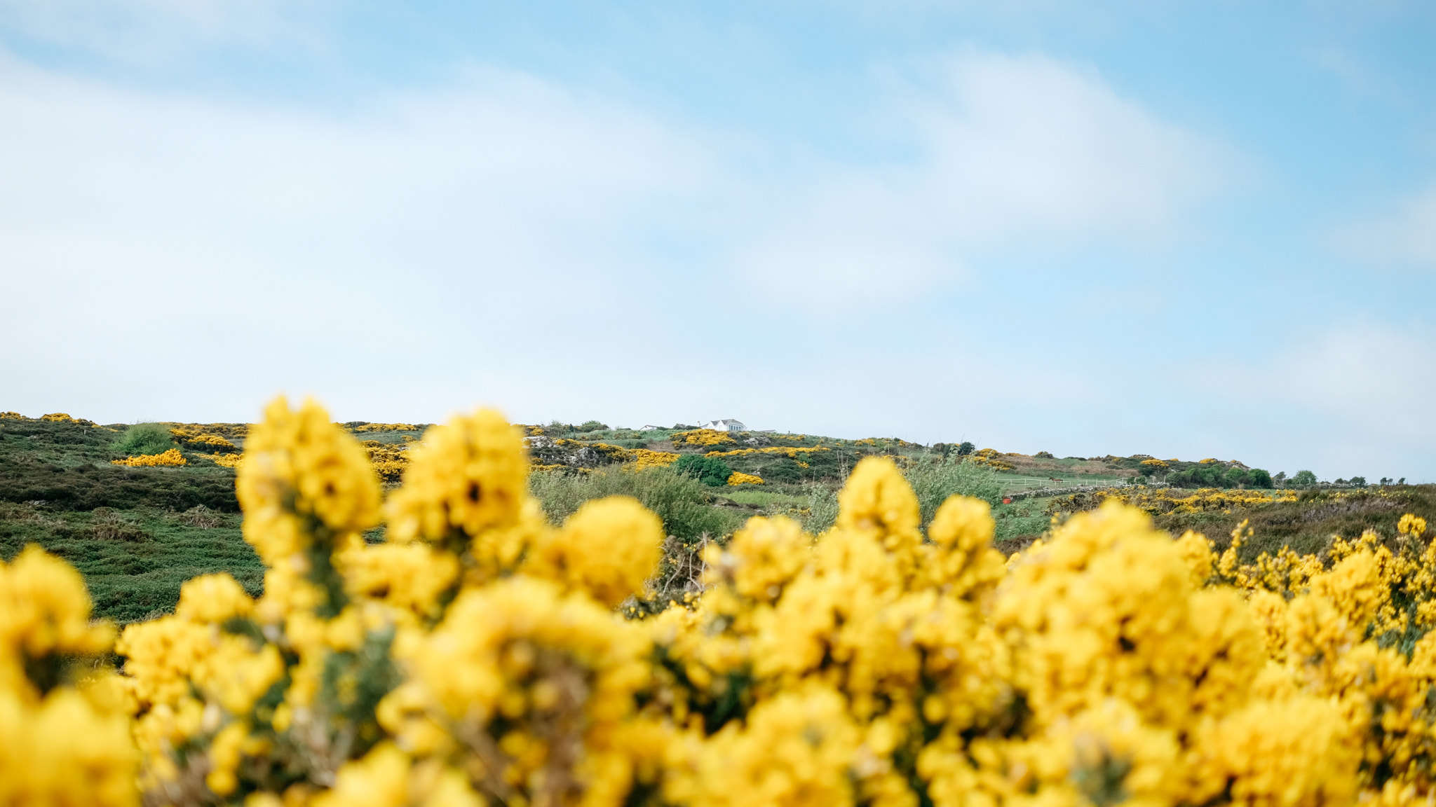 Fujifilm X-E2 + Fujifilm XF 27mm F2.8 sample photo. Yellow blossoms photography
