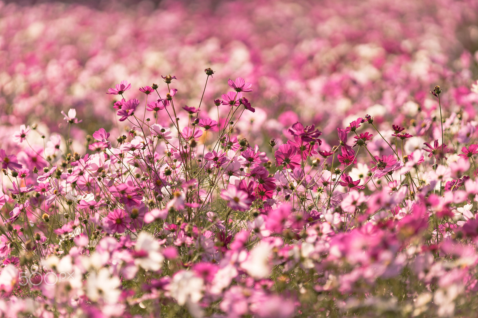 Sony a7 II + Canon EF 200mm F2.8L II USM sample photo. Cosmos garden photography