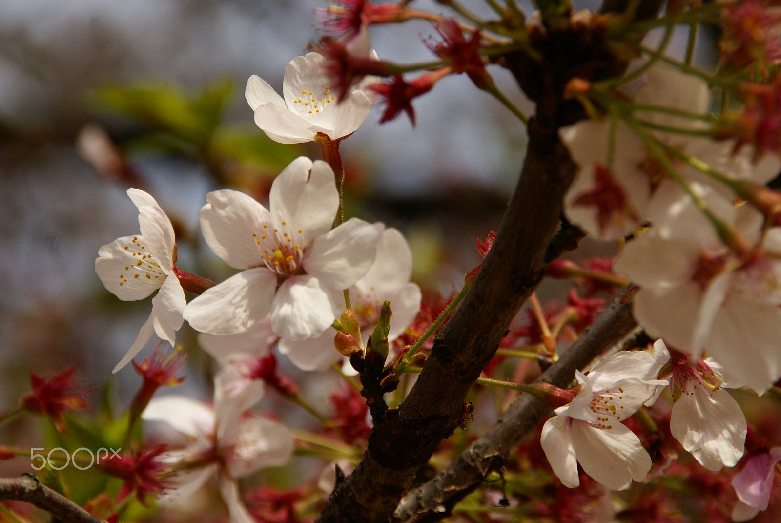 Sony Alpha DSLR-A100 sample photo. Cherry blossoms photography
