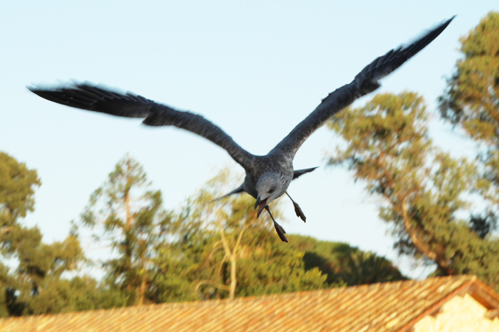 Canon TS-E 90mm F2.8 Tilt-Shift sample photo. Gabbiano al  fogliano photography
