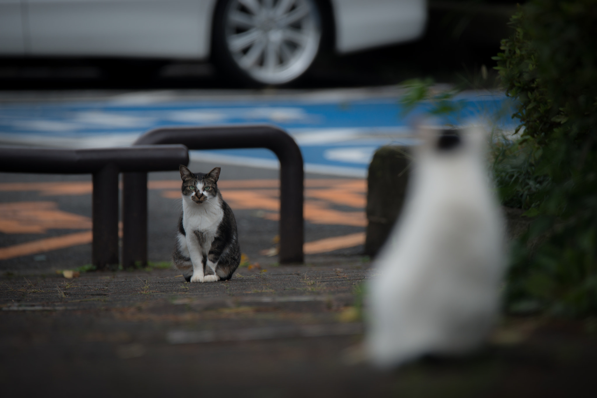 Nikon D800 sample photo. I think about you..... photography