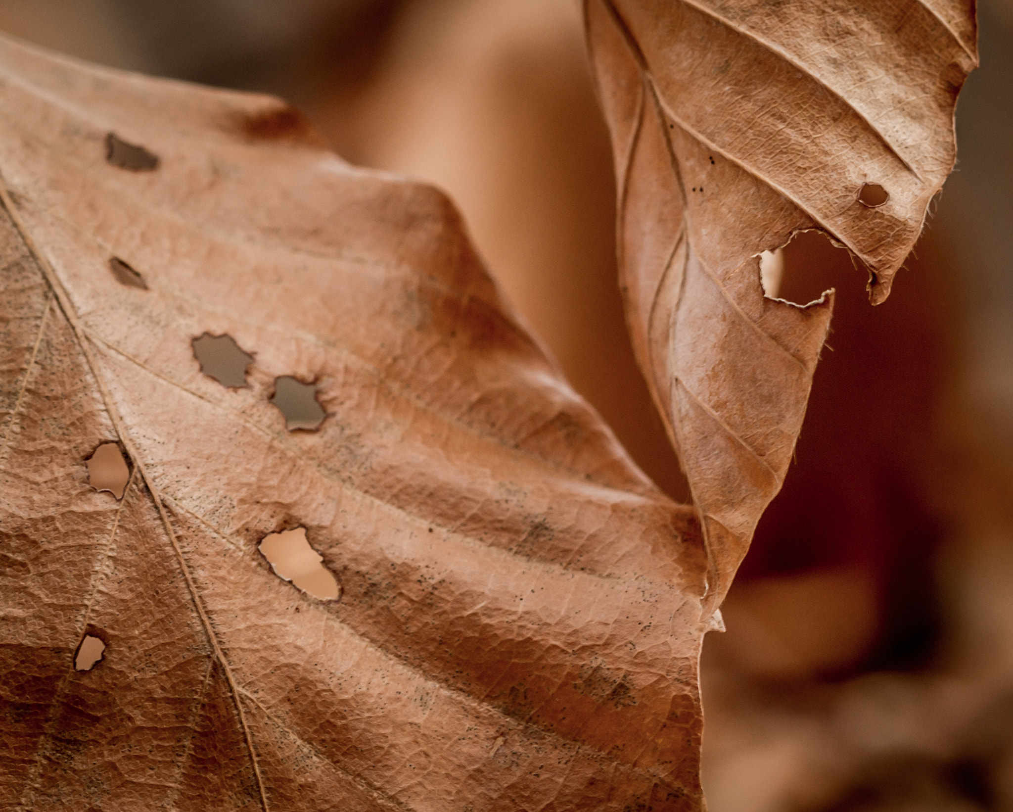 Sigma 105mm F2.8 EX DG OS HSM sample photo. Leaf photography