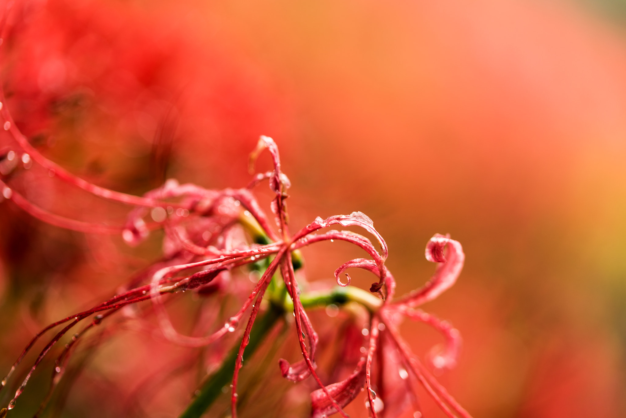 Nikon D810 + Tamron SP 90mm F2.8 Di VC USD 1:1 Macro (F004) sample photo. Lycoris photography