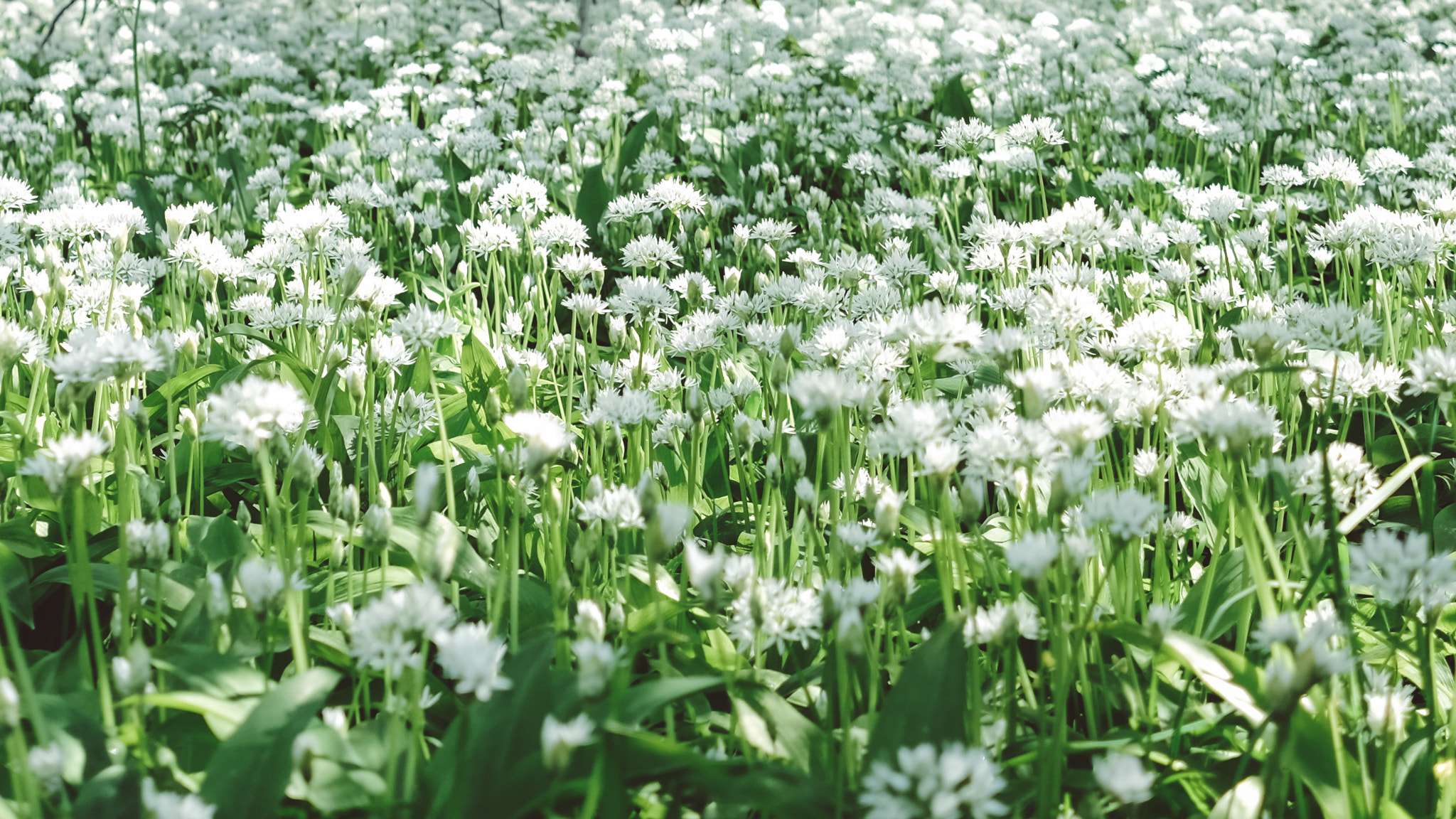 Fujifilm X-E2 + Fujifilm XF 27mm F2.8 sample photo. Botaniskhave photography