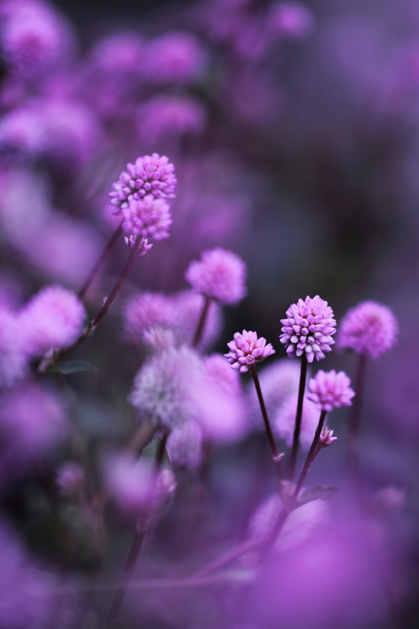 Tamron SP AF 60mm F2 Di II LD IF Macro sample photo. Good night photography