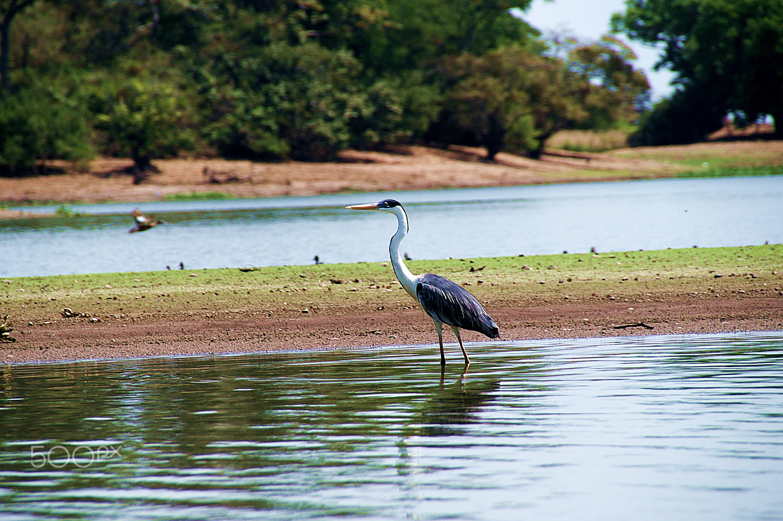Sony DT 18-250mm F3.5-6.3 sample photo. Garza photography