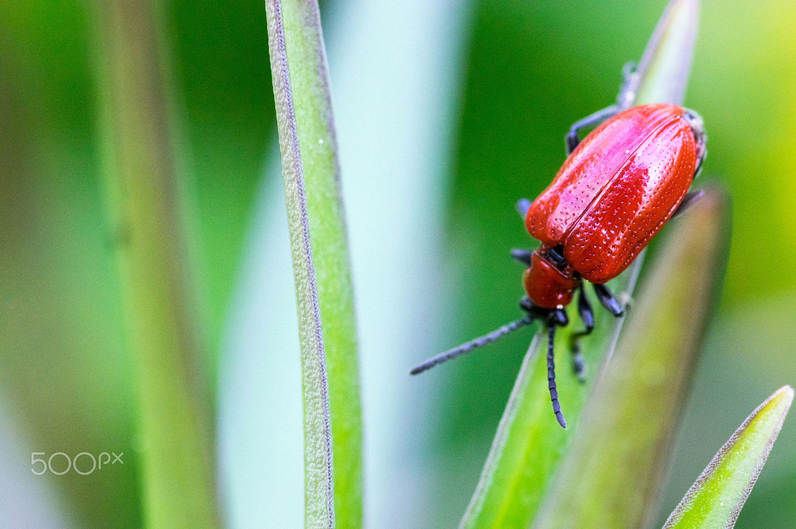 Pentax K-3 sample photo. Bug photography